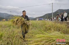 摸鱼割稻拍大片 闽北农耕游玩转乡土乐趣